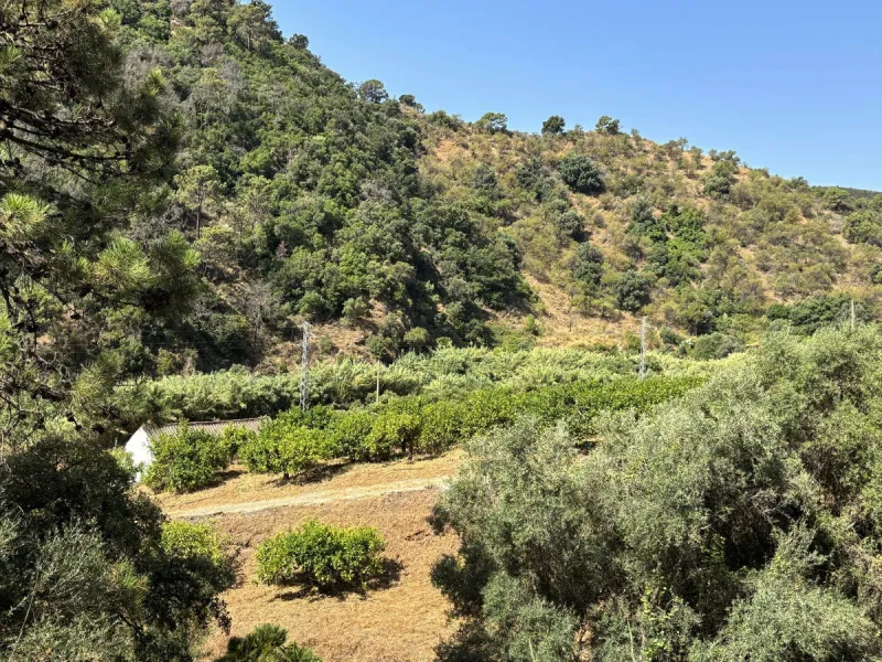 Organic Farm with Lemons All Year Round - On the banks of the Padrón River