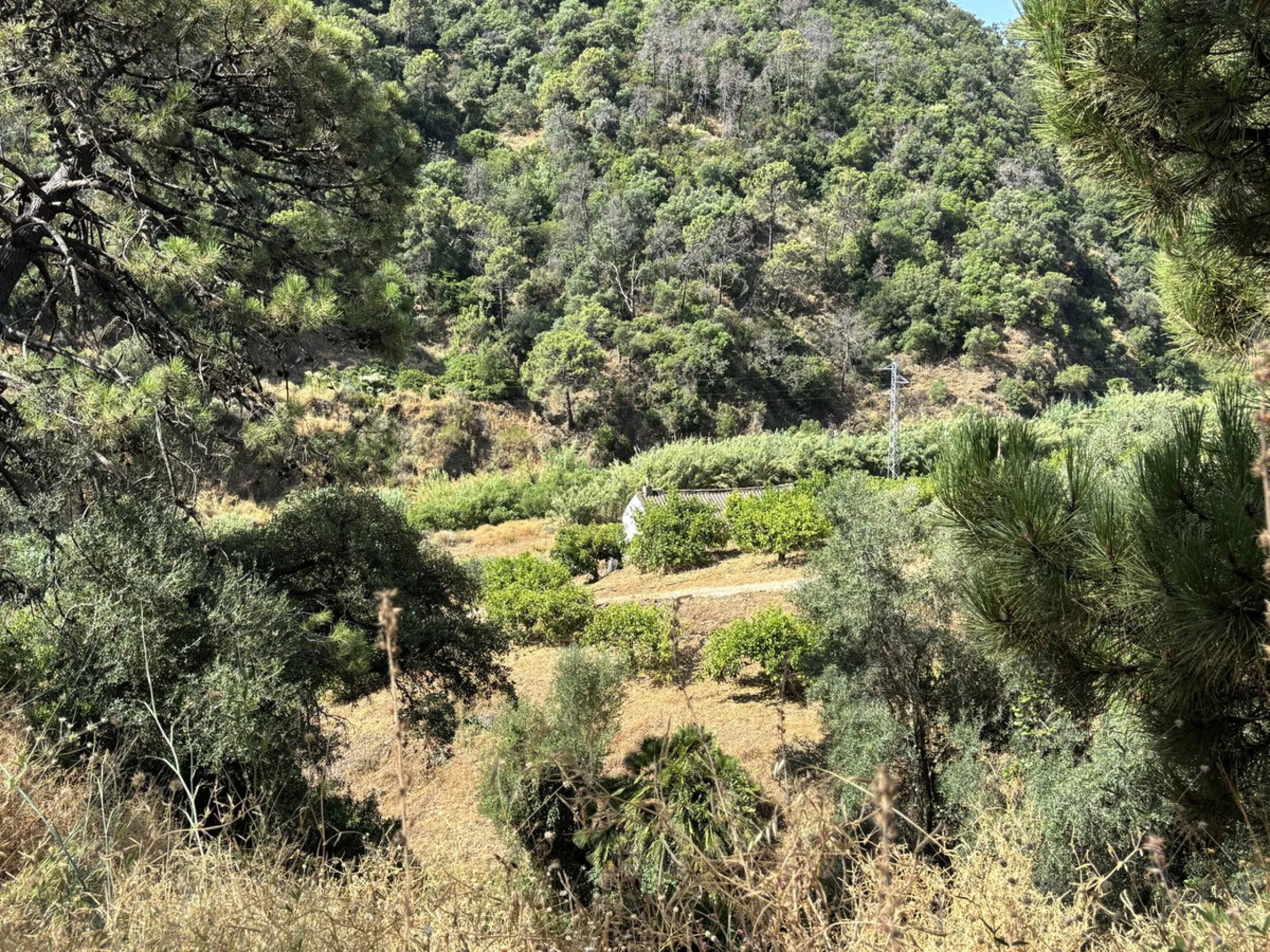 Organic Farm with Lemons All Year Round - On the banks of the Padrón River