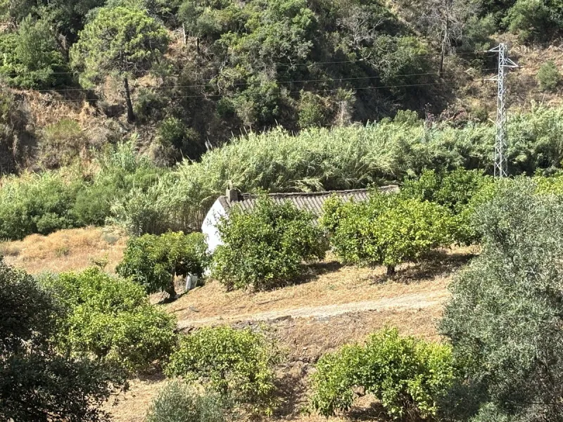 Organic Farm with Lemons All Year Round - On the banks of the Padrón River