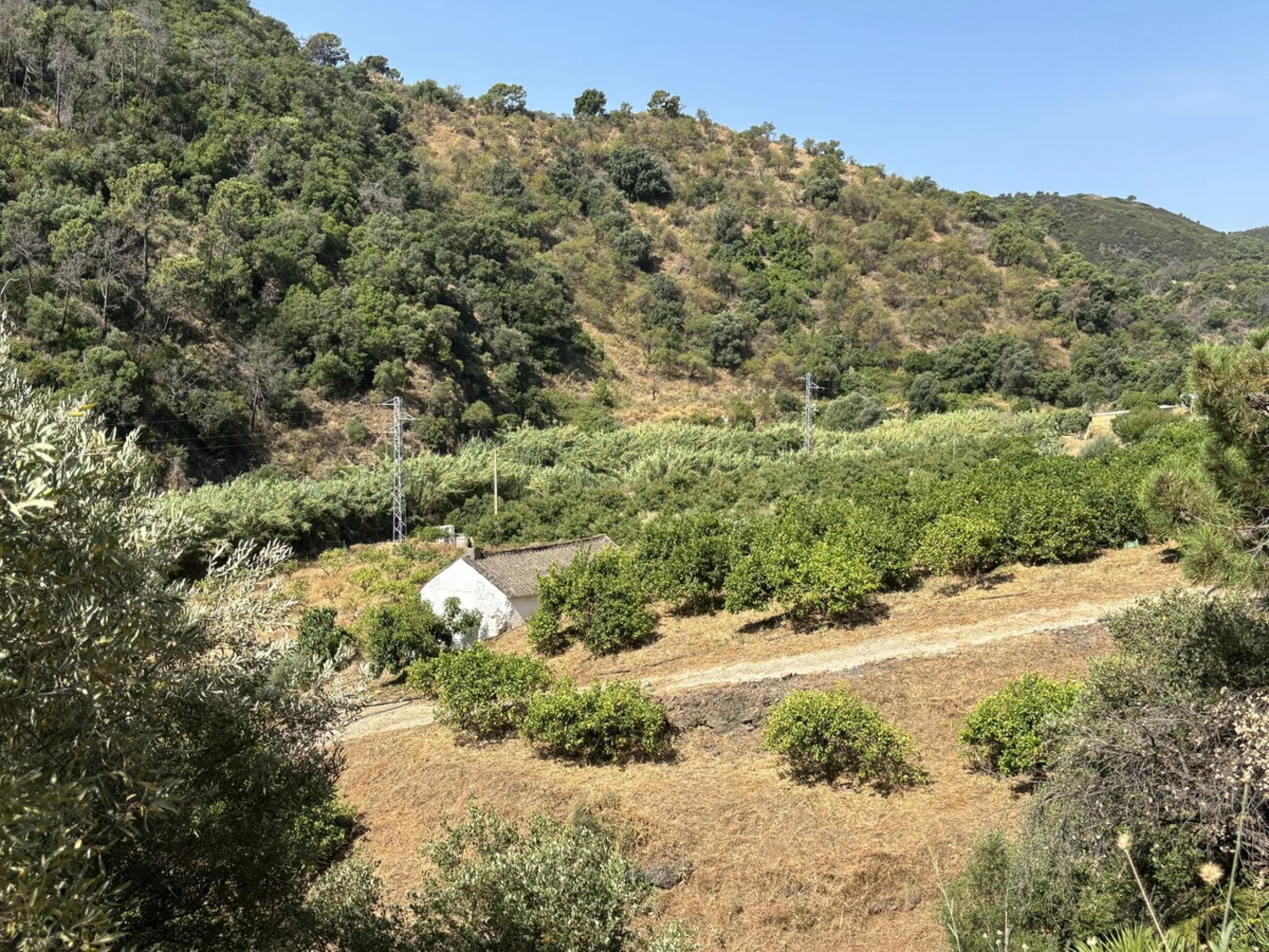 Organic Farm with Lemons All Year Round - On the banks of the Padrón River