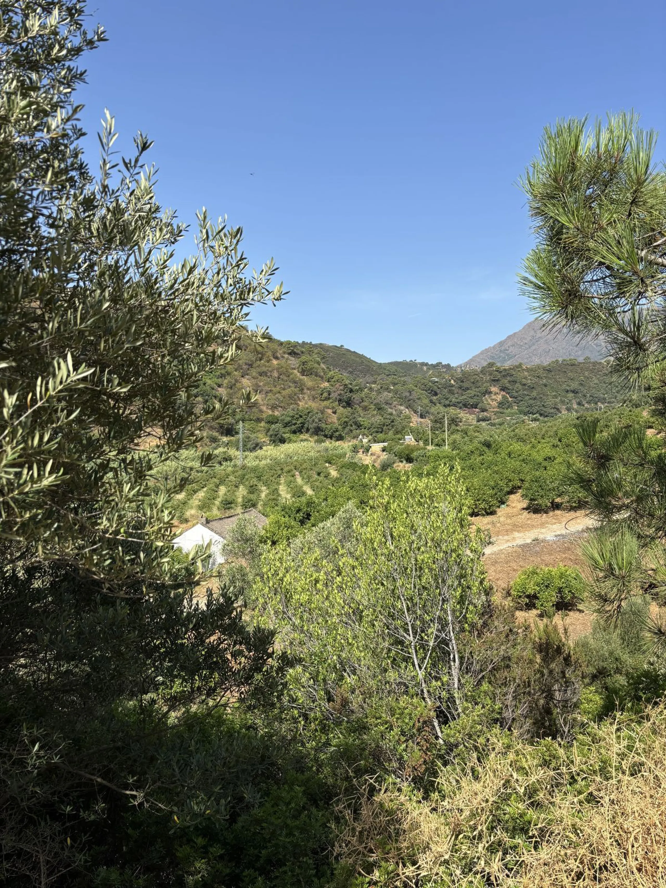 Organic Farm with Lemons All Year Round - On the banks of the Padrón River