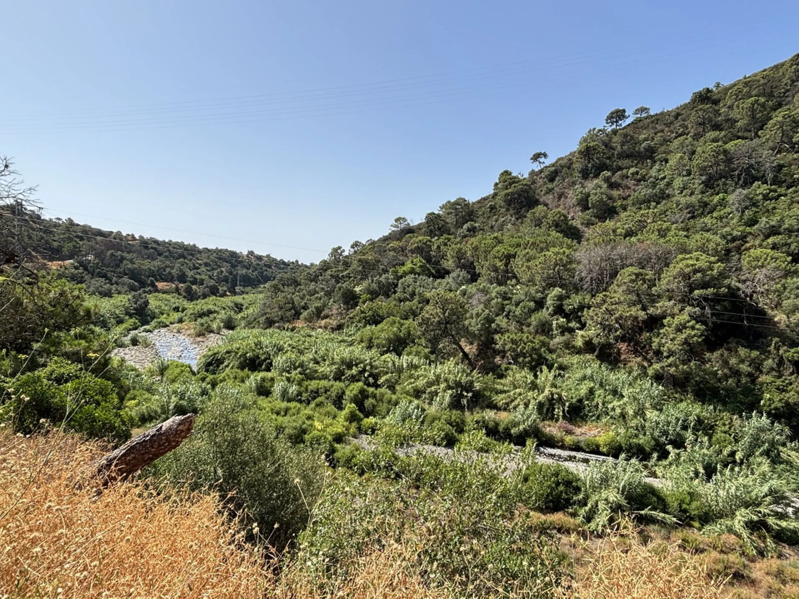 Organic Farm with Lemons All Year Round - On the banks of the Padrón River