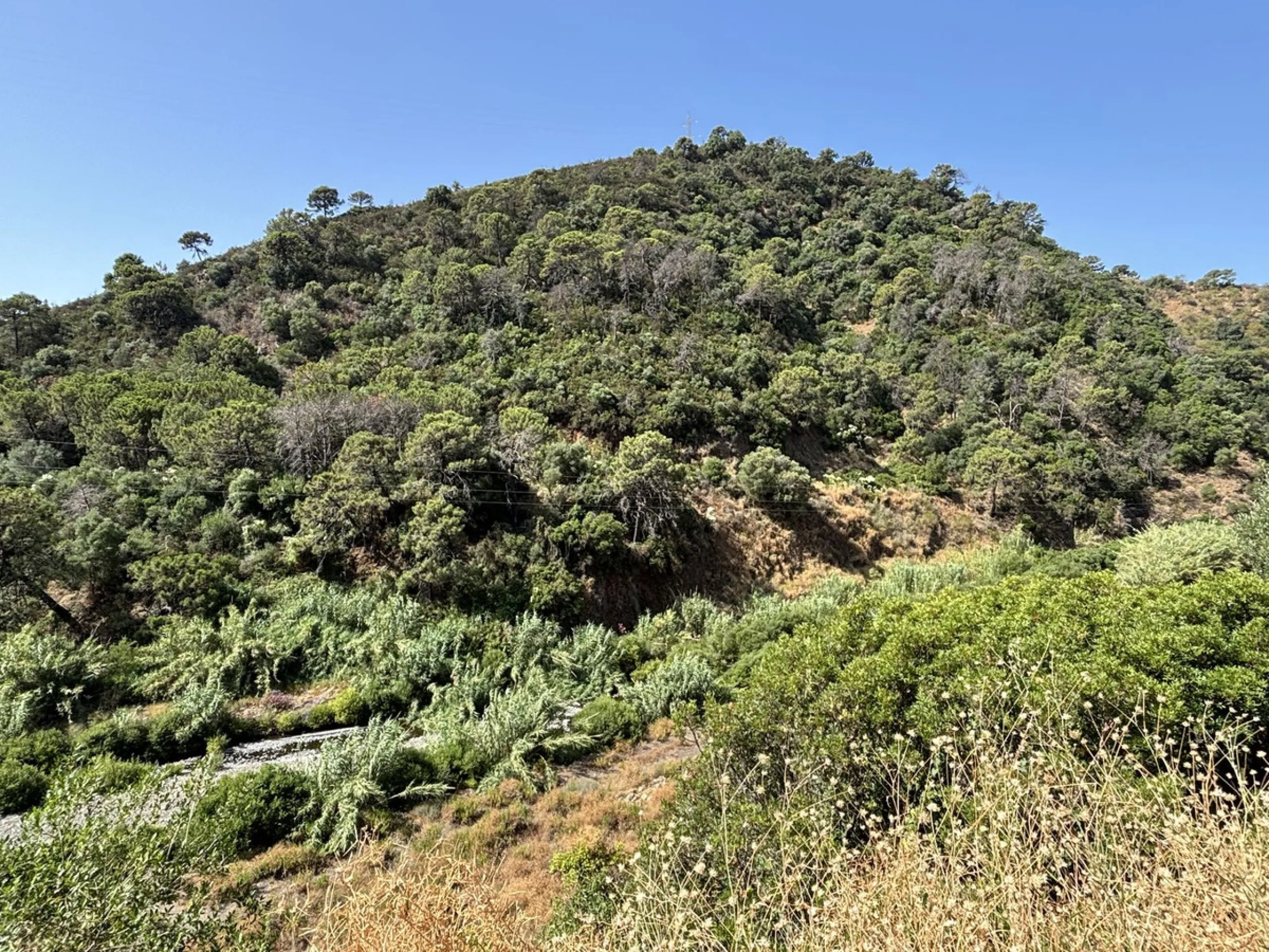 Organic Farm with Lemons All Year Round - On the banks of the Padrón River