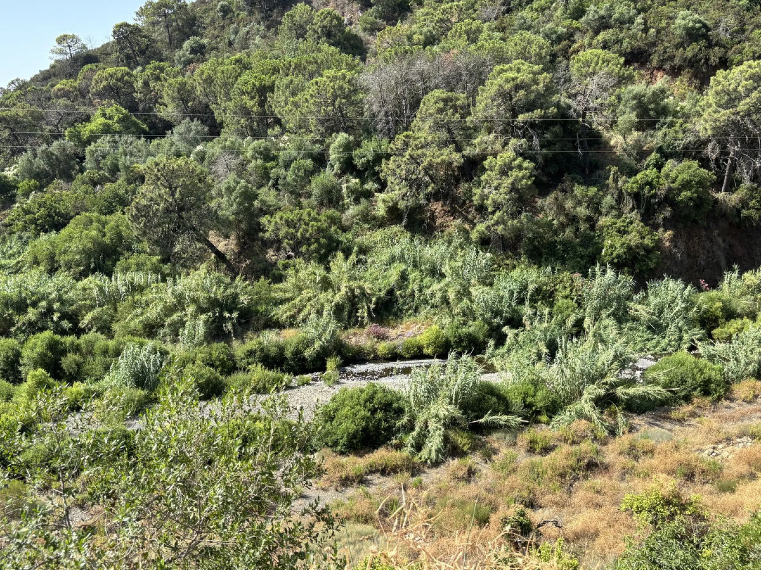 Organic Farm with Lemons All Year Round - On the banks of the Padrón River