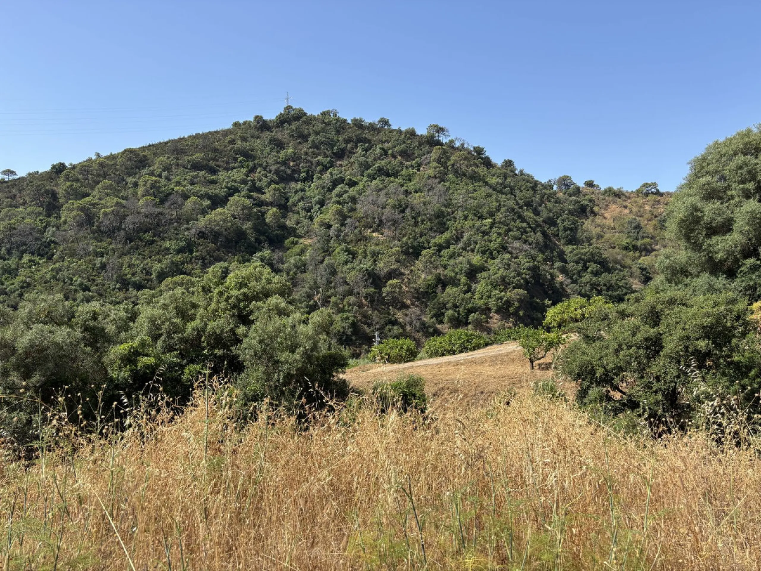 Organic Farm with Lemons All Year Round - On the banks of the Padrón River