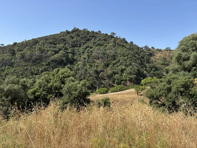 Organic Farm with Lemons All Year Round - On the banks of the Padrón River