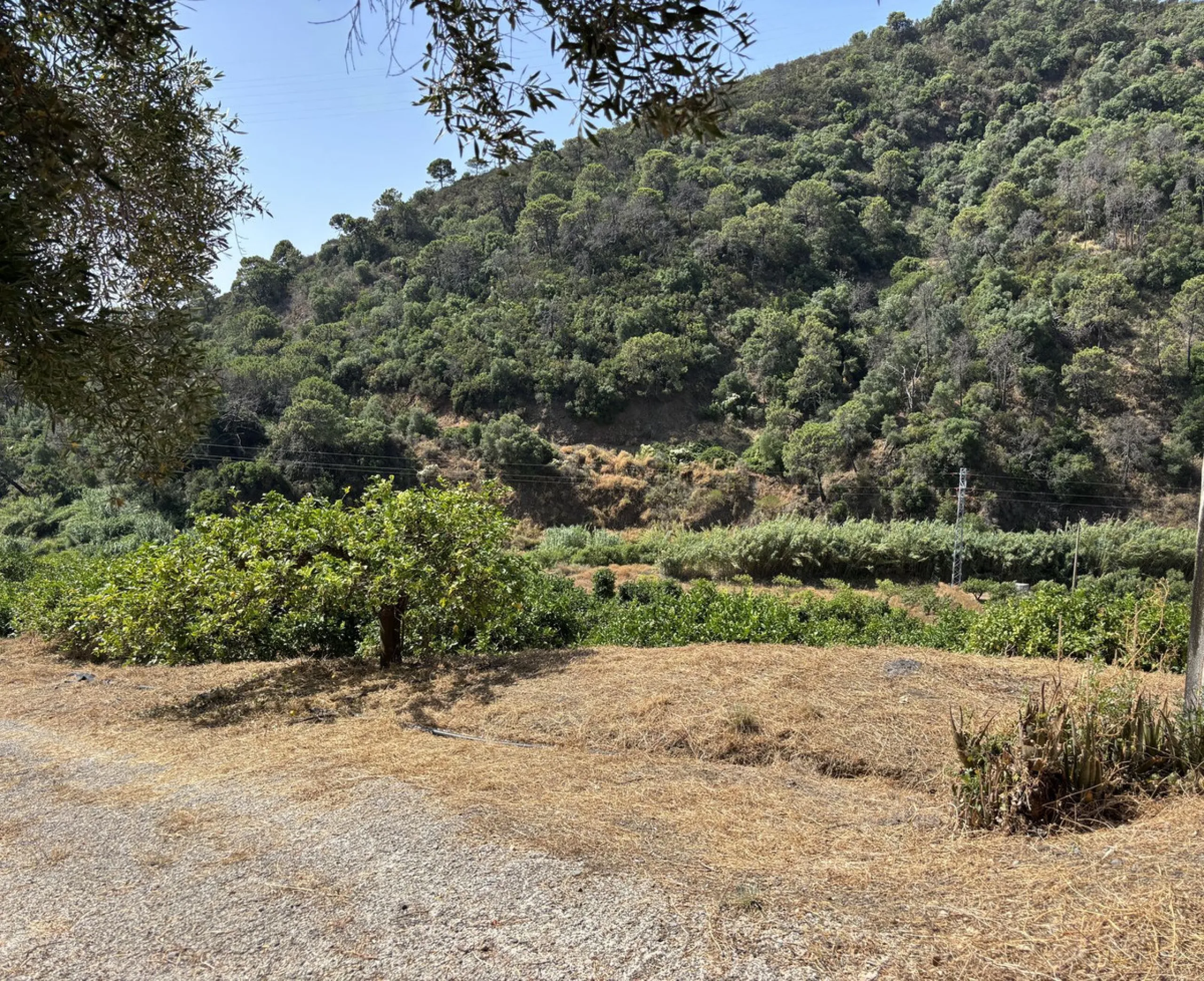 Organic Farm with Lemons All Year Round - On the banks of the Padrón River