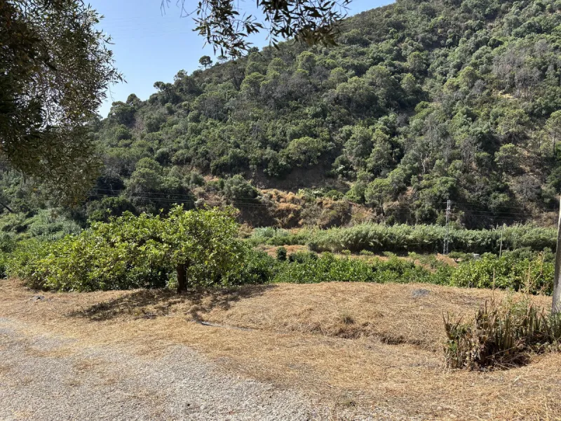 Organic Farm with Lemons All Year Round - On the banks of the Padrón River