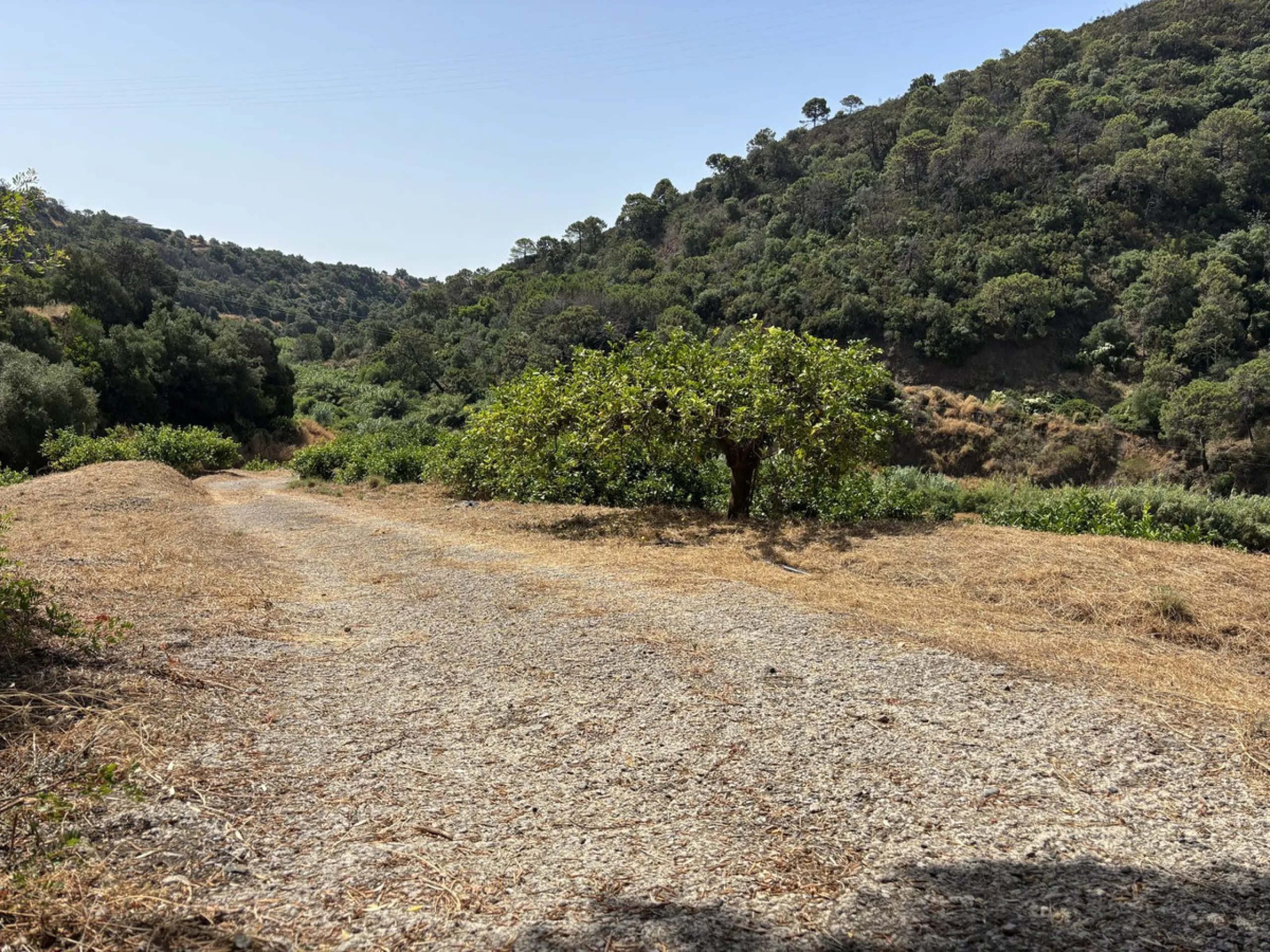 Organic Farm with Lemons All Year Round - On the banks of the Padrón River