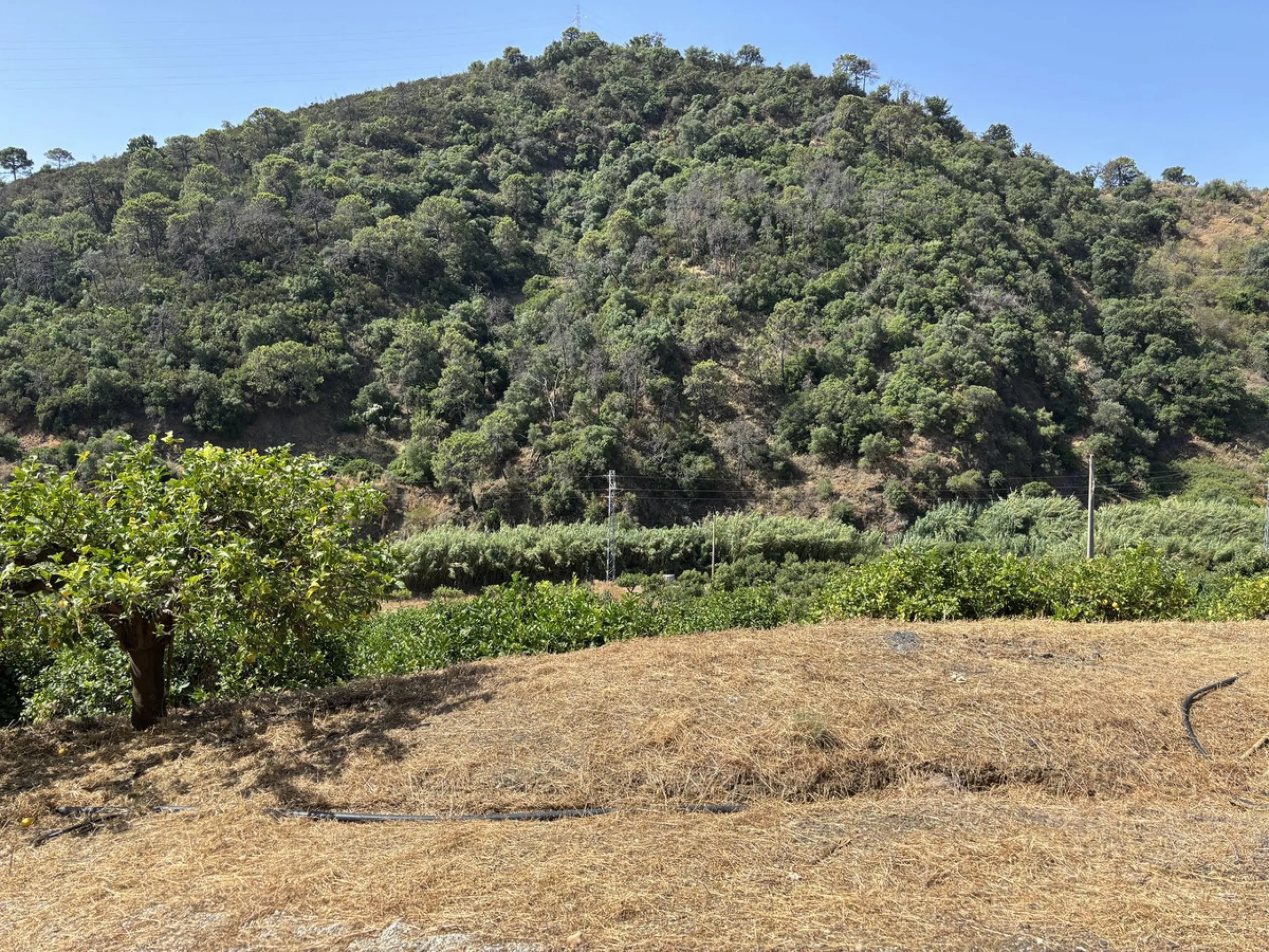 Organic Farm with Lemons All Year Round - On the banks of the Padrón River