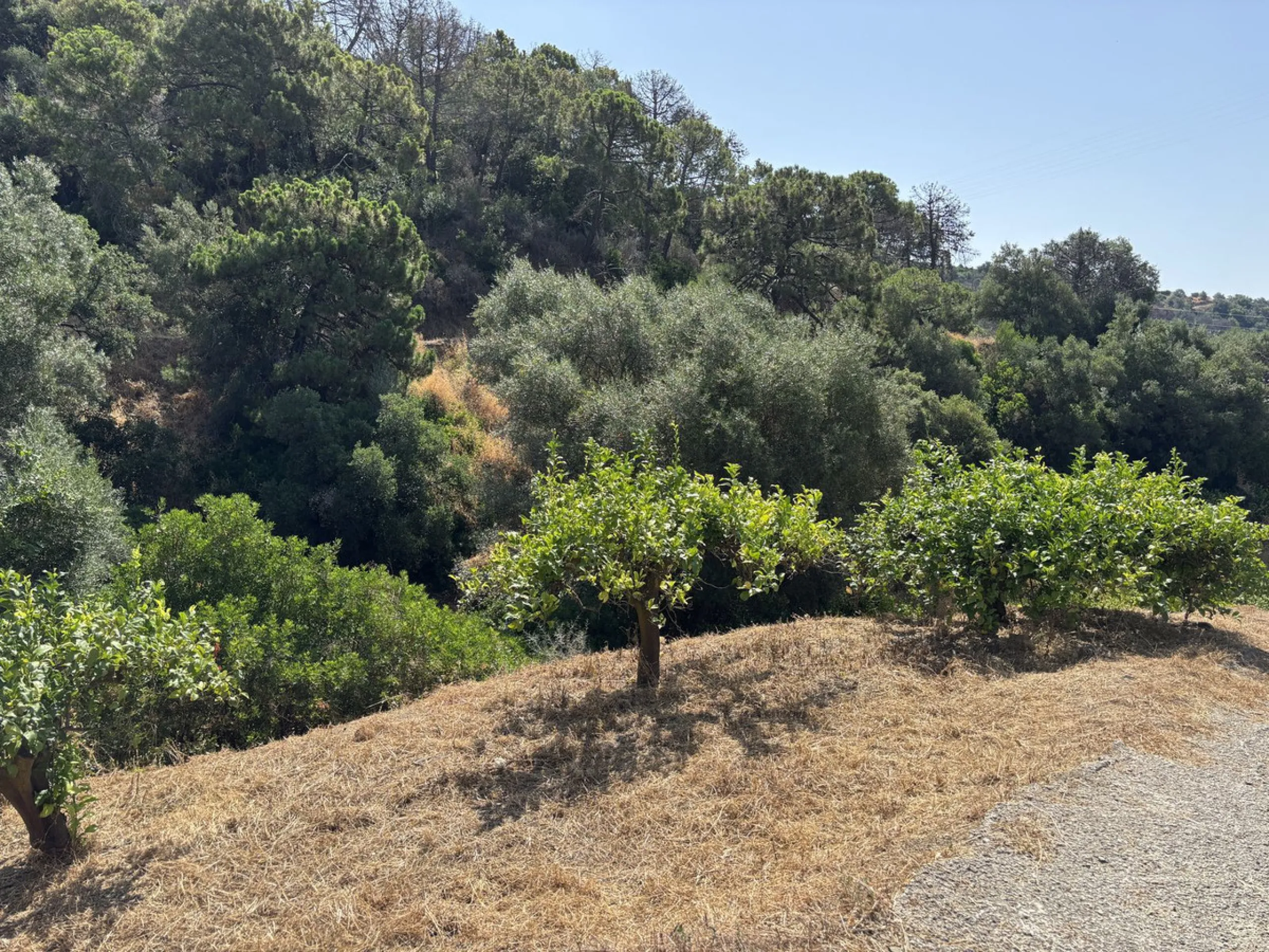 Organic Farm with Lemons All Year Round - On the banks of the Padrón River
