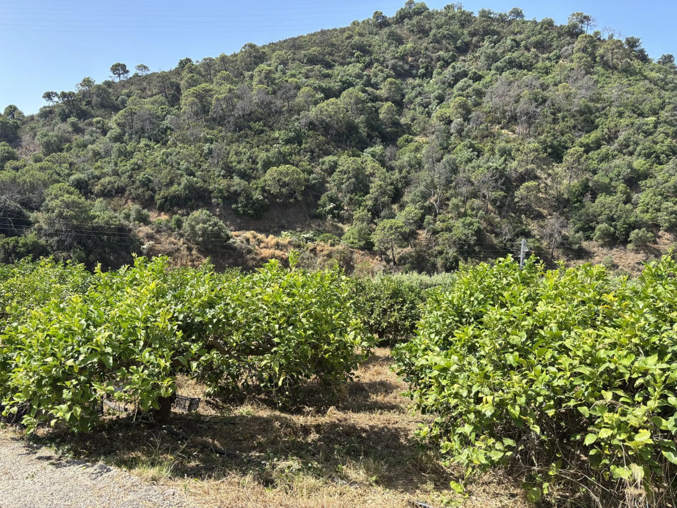 Organic Farm with Lemons All Year Round - On the banks of the Padrón River