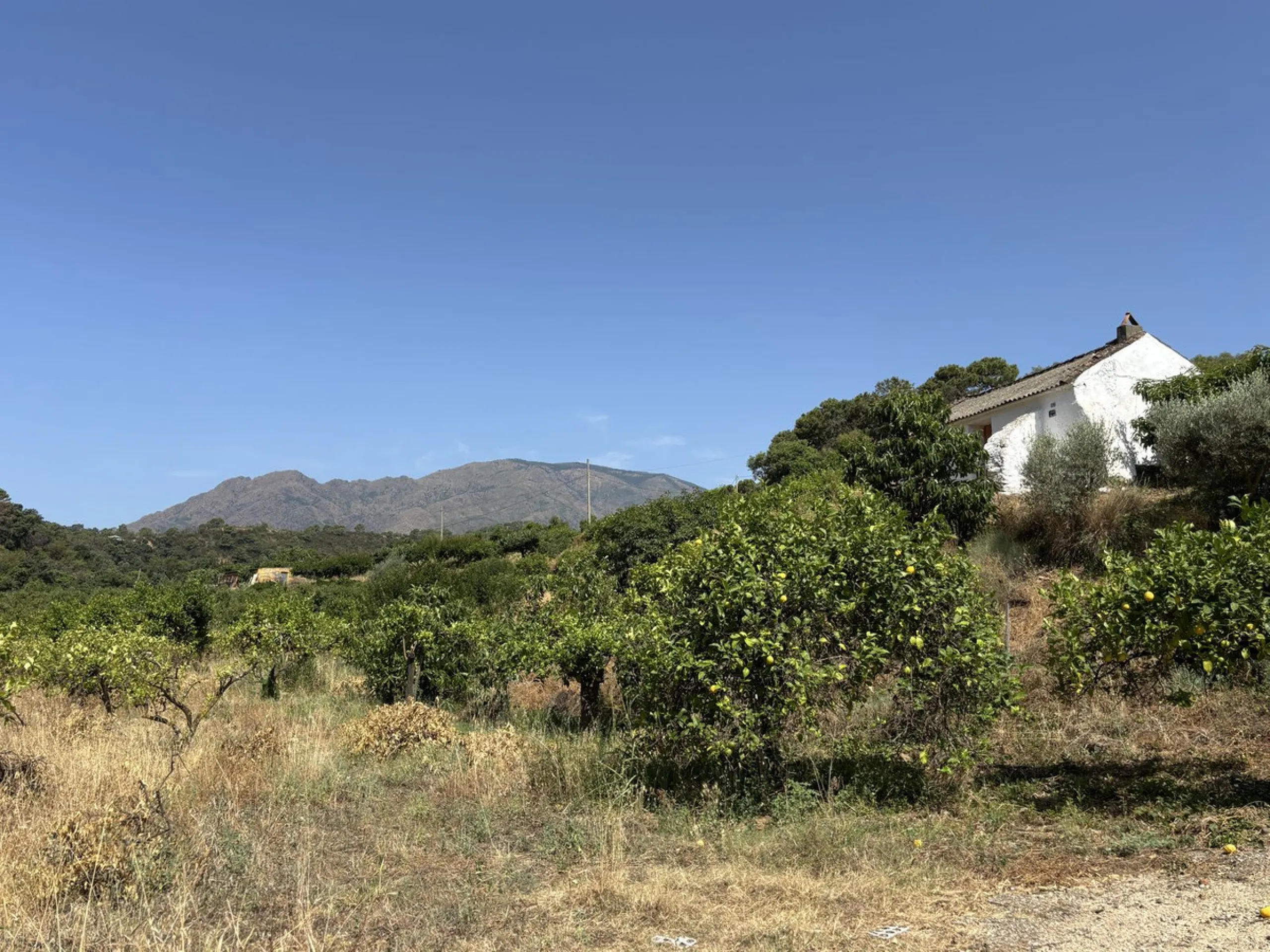 Organic Farm with Lemons All Year Round - On the banks of the Padrón River