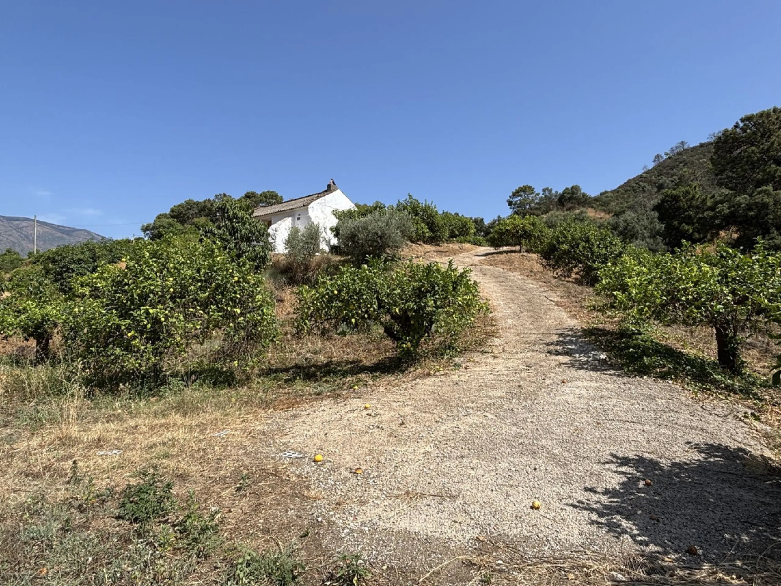 Organic Farm with Lemons All Year Round - On the banks of the Padrón River