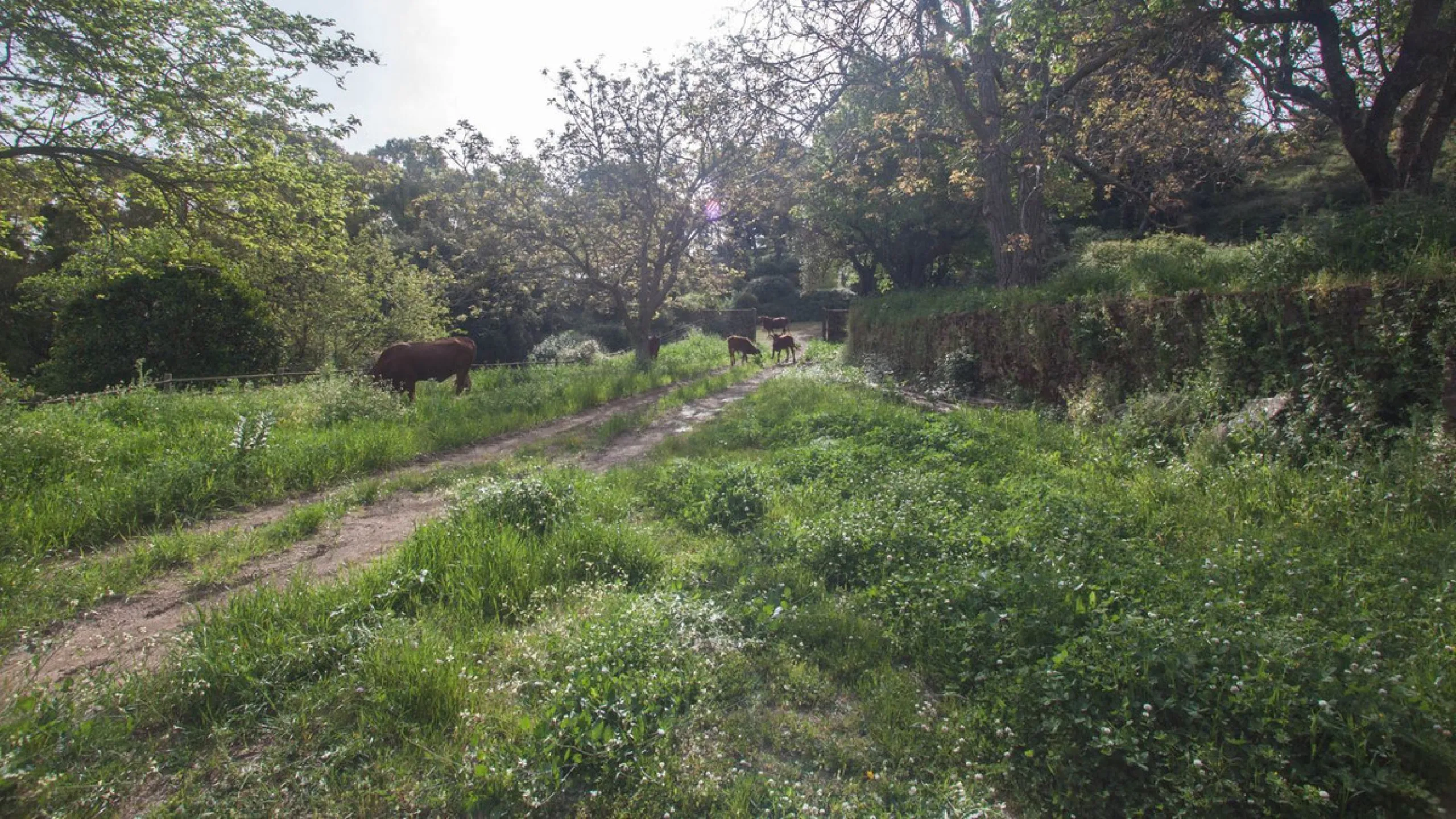 Charming Estate with Spectacular Views in a Natural Paradise – Just 5 Minutes from Gaucín