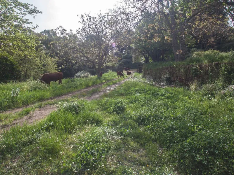 Charming Estate with Spectacular Views in a Natural Paradise – Just 5 Minutes from Gaucín