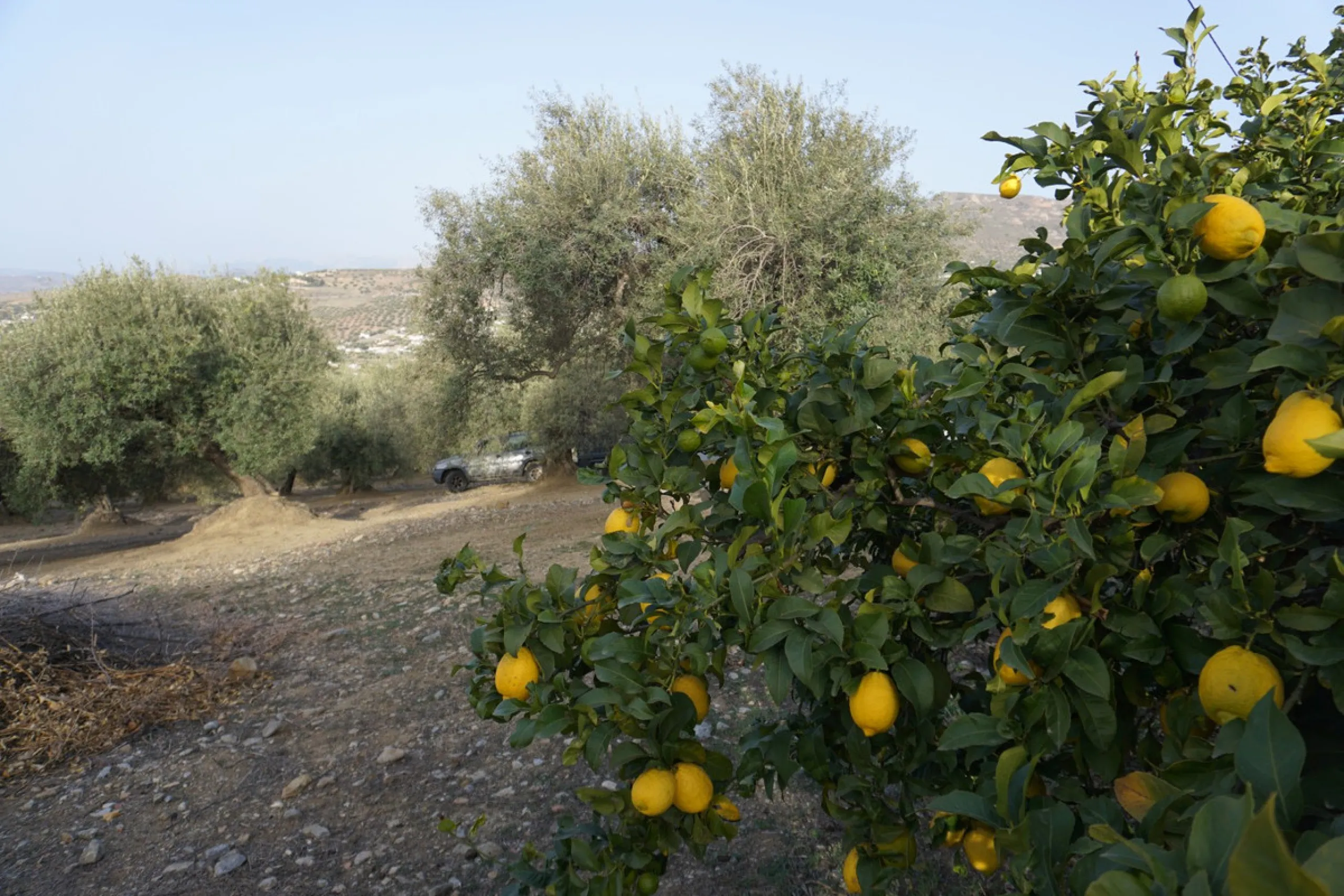 Just outside Alcaucin and within walking distance of the village you can find this finca with a well-maintained country house of 121 m2. In front of the house there ́s a spacious terrace overlooking the olive grove of a 130 olive trees and other fruit tre