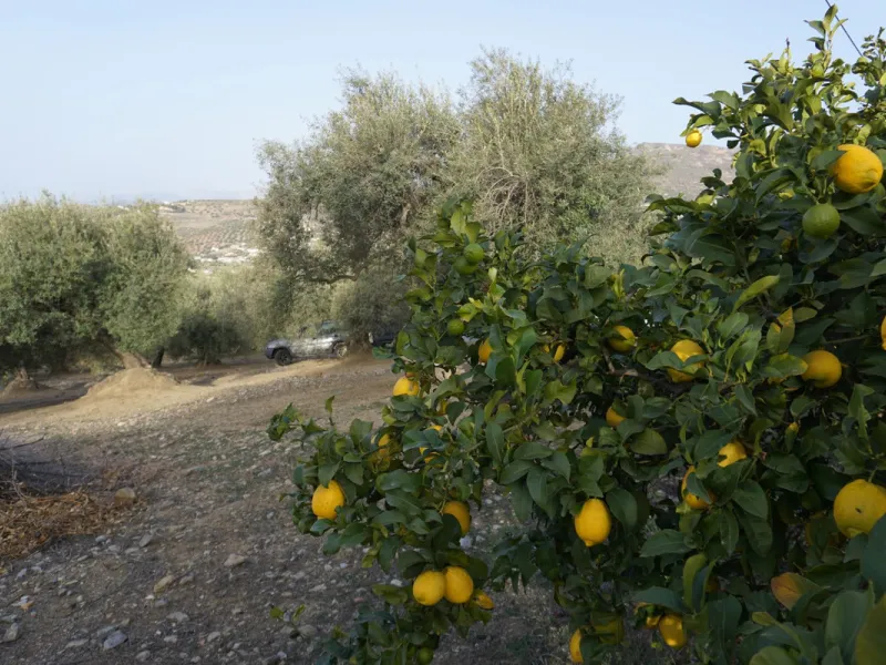 Just outside Alcaucin and within walking distance of the village you can find this finca with a well-maintained country house of 121 m2. In front of the house there ́s a spacious terrace overlooking the olive grove of a 130 olive trees and other fruit tre