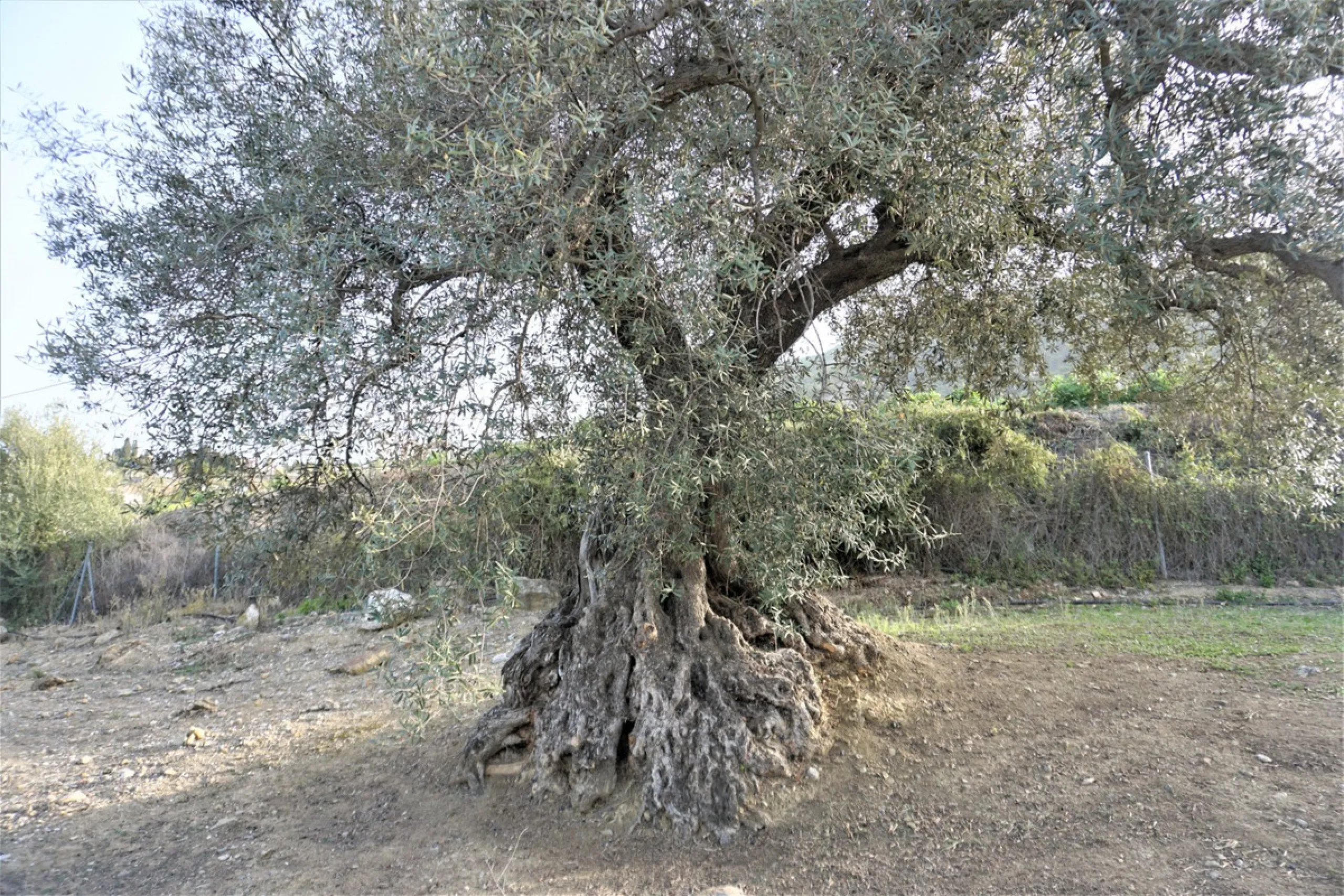 Just outside Alcaucin and within walking distance of the village you can find this finca with a well-maintained country house of 121 m2. In front of the house there ́s a spacious terrace overlooking the olive grove of a 130 olive trees and other fruit tre