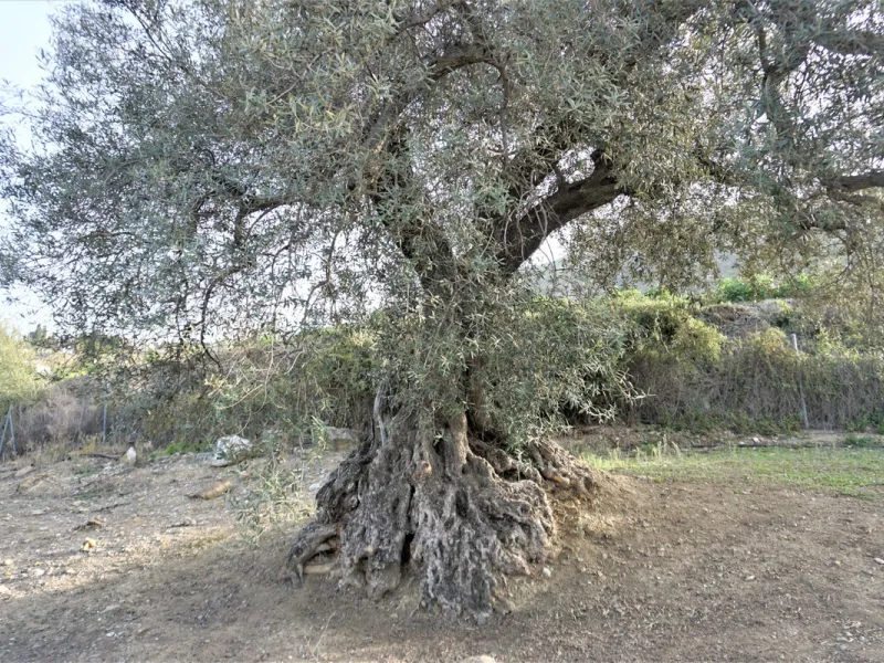 Just outside Alcaucin and within walking distance of the village you can find this finca with a well-maintained country house of 121 m2. In front of the house there ́s a spacious terrace overlooking the olive grove of a 130 olive trees and other fruit tre