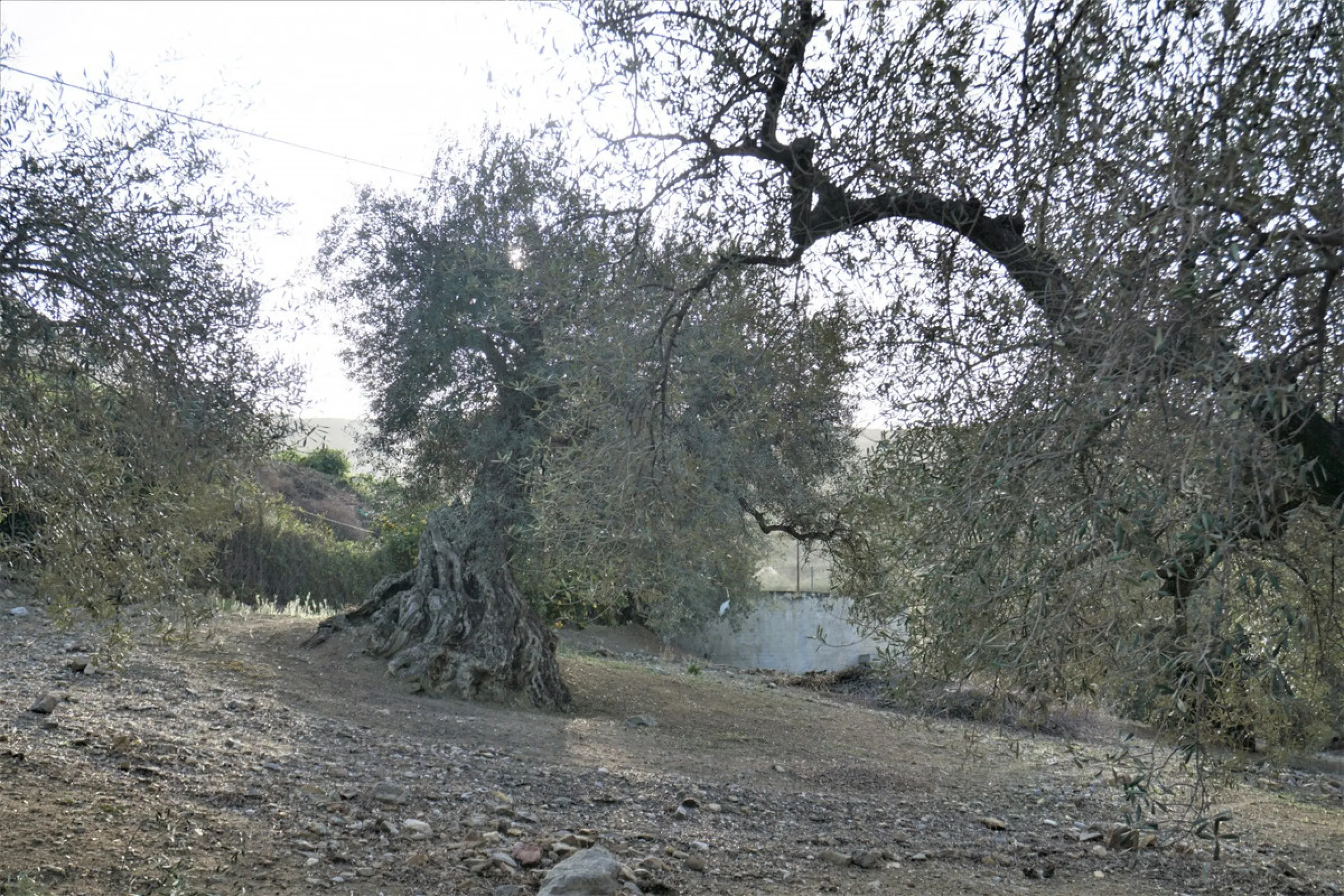Just outside Alcaucin and within walking distance of the village you can find this finca with a well-maintained country house of 121 m2. In front of the house there ́s a spacious terrace overlooking the olive grove of a 130 olive trees and other fruit tre