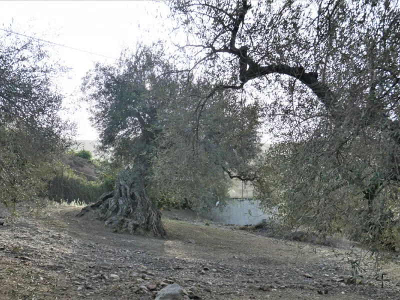 Just outside Alcaucin and within walking distance of the village you can find this finca with a well-maintained country house of 121 m2. In front of the house there ́s a spacious terrace overlooking the olive grove of a 130 olive trees and other fruit tre