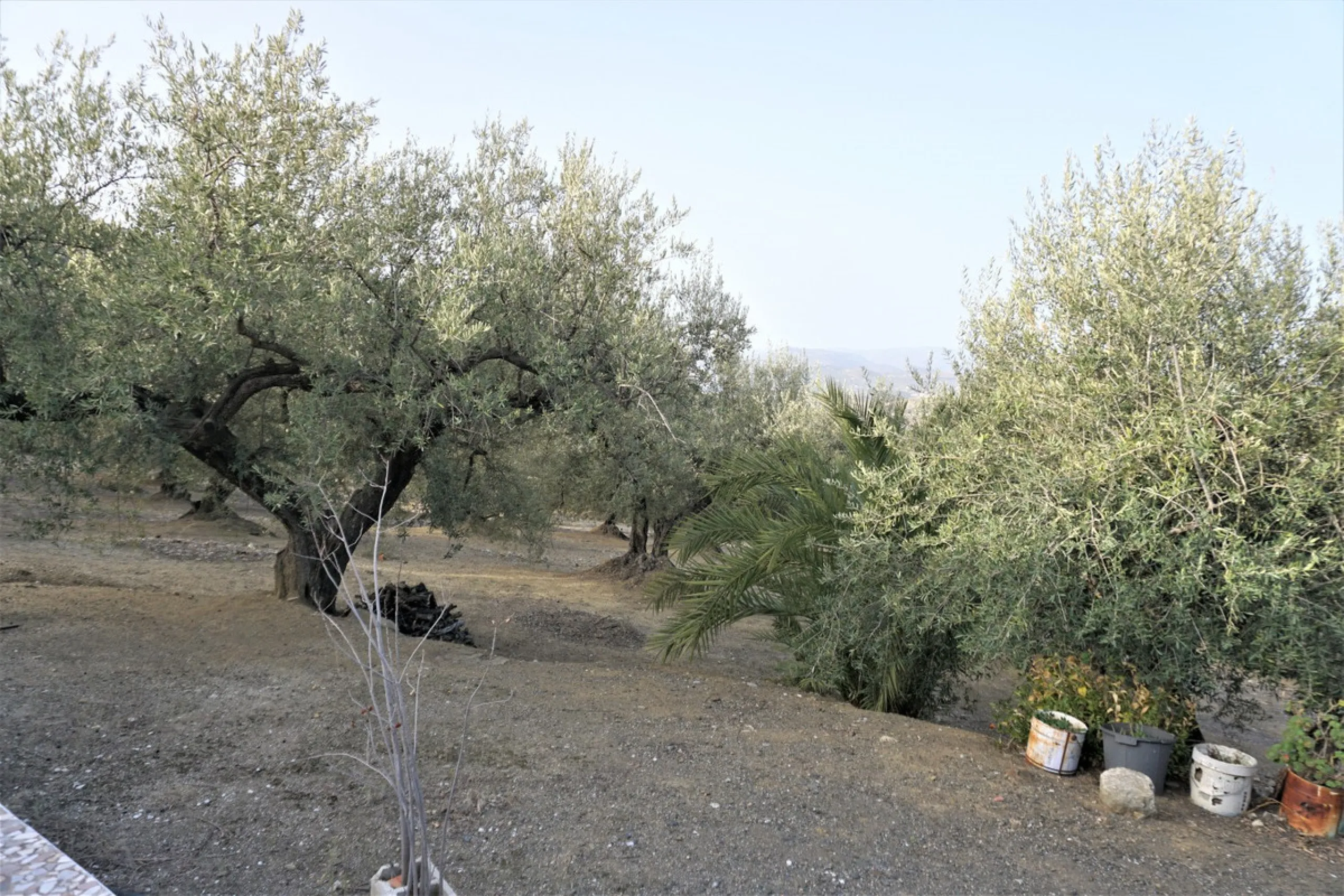 Just outside Alcaucin and within walking distance of the village you can find this finca with a well-maintained country house of 121 m2. In front of the house there ́s a spacious terrace overlooking the olive grove of a 130 olive trees and other fruit tre
