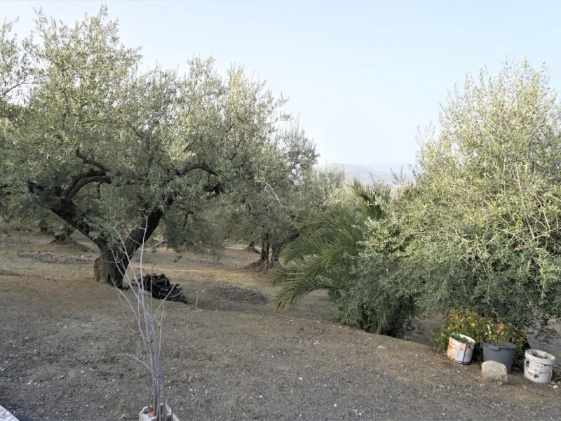 Just outside Alcaucin and within walking distance of the village you can find this finca with a well-maintained country house of 121 m2. In front of the house there ́s a spacious terrace overlooking the olive grove of a 130 olive trees and other fruit tre