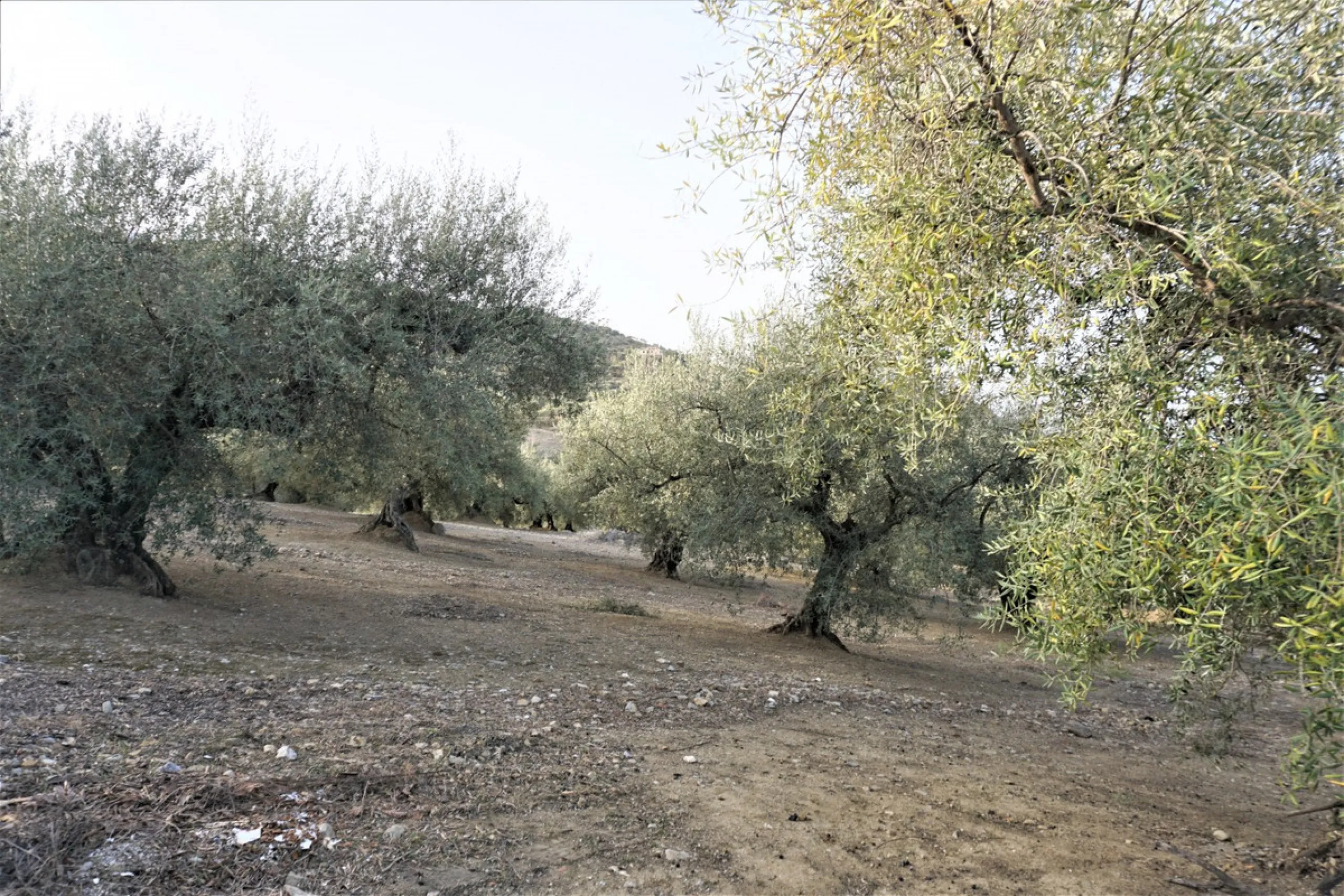 Just outside Alcaucin and within walking distance of the village you can find this finca with a well-maintained country house of 121 m2. In front of the house there ́s a spacious terrace overlooking the olive grove of a 130 olive trees and other fruit tre