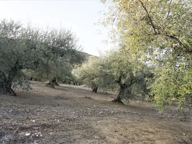 Just outside Alcaucin and within walking distance of the village you can find this finca with a well-maintained country house of 121 m2. In front of the house there ́s a spacious terrace overlooking the olive grove of a 130 olive trees and other fruit tre