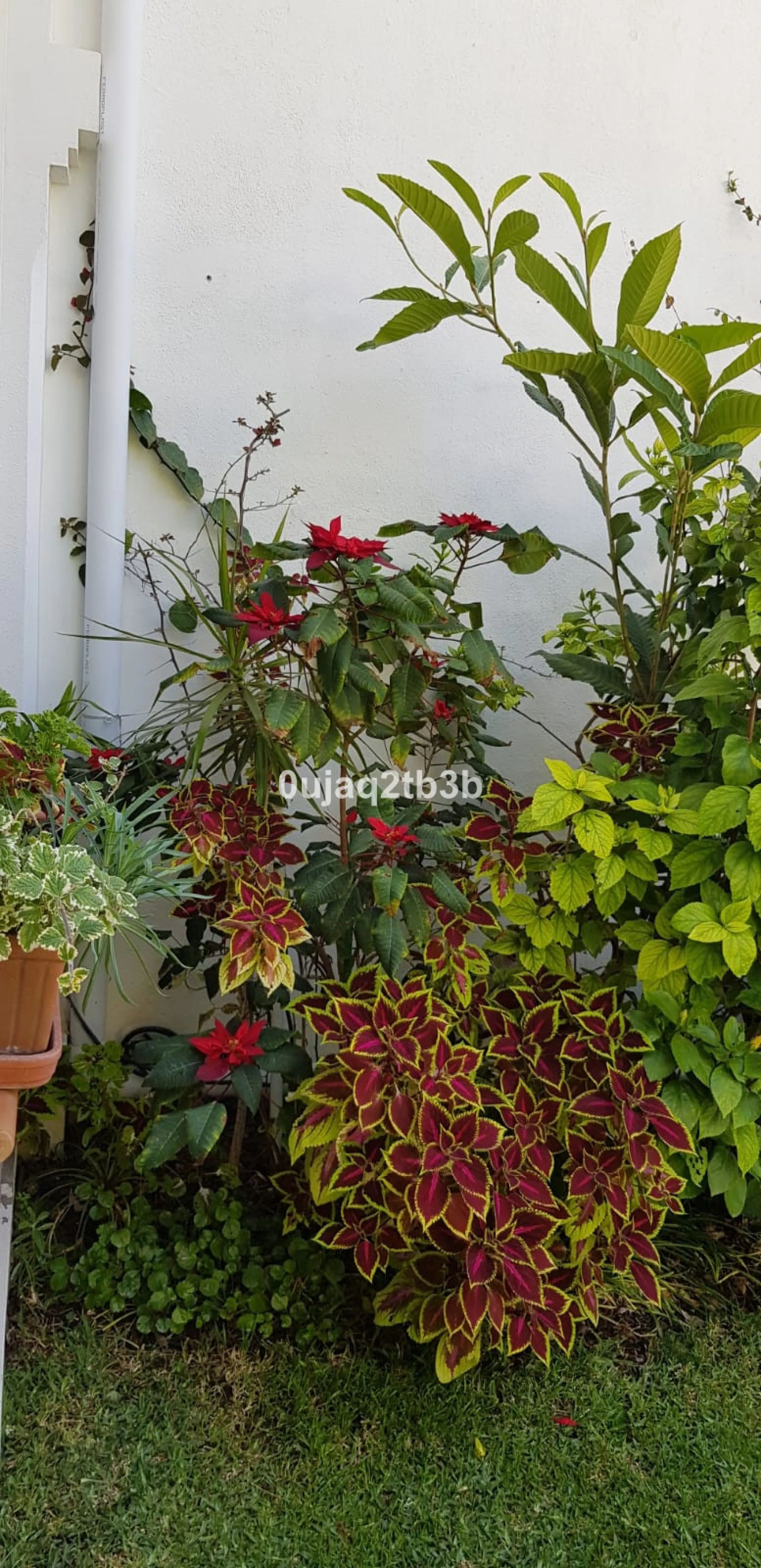 House - Detached Villa в продаже в Estepona, Málaga. В доме 5 спален и 4 ванных комнат. Площадь дома 528 м². Площадь участка 1525 м²