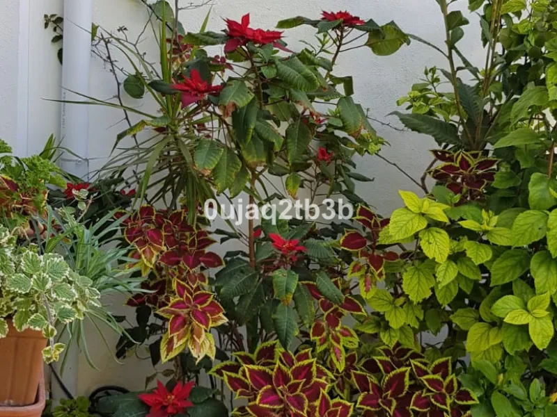 House - Detached Villa в продаже в Estepona, Málaga. В доме 5 спален и 4 ванных комнат. Площадь дома 528 м². Площадь участка 1525 м²