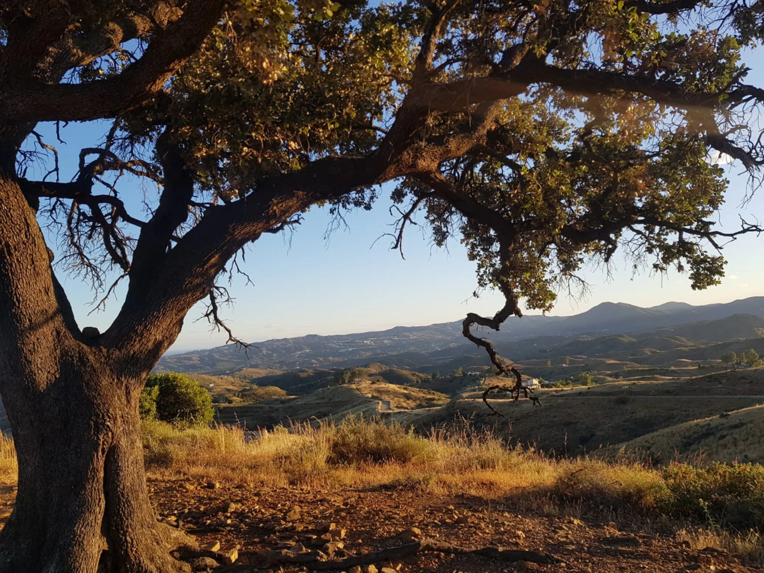 Rustic land situated between Valtocado and Mijas Pueblo. Total around 60,000m2.