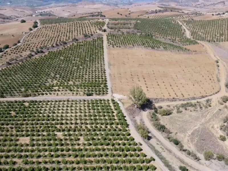 58 hectares in Coín with unlimited water