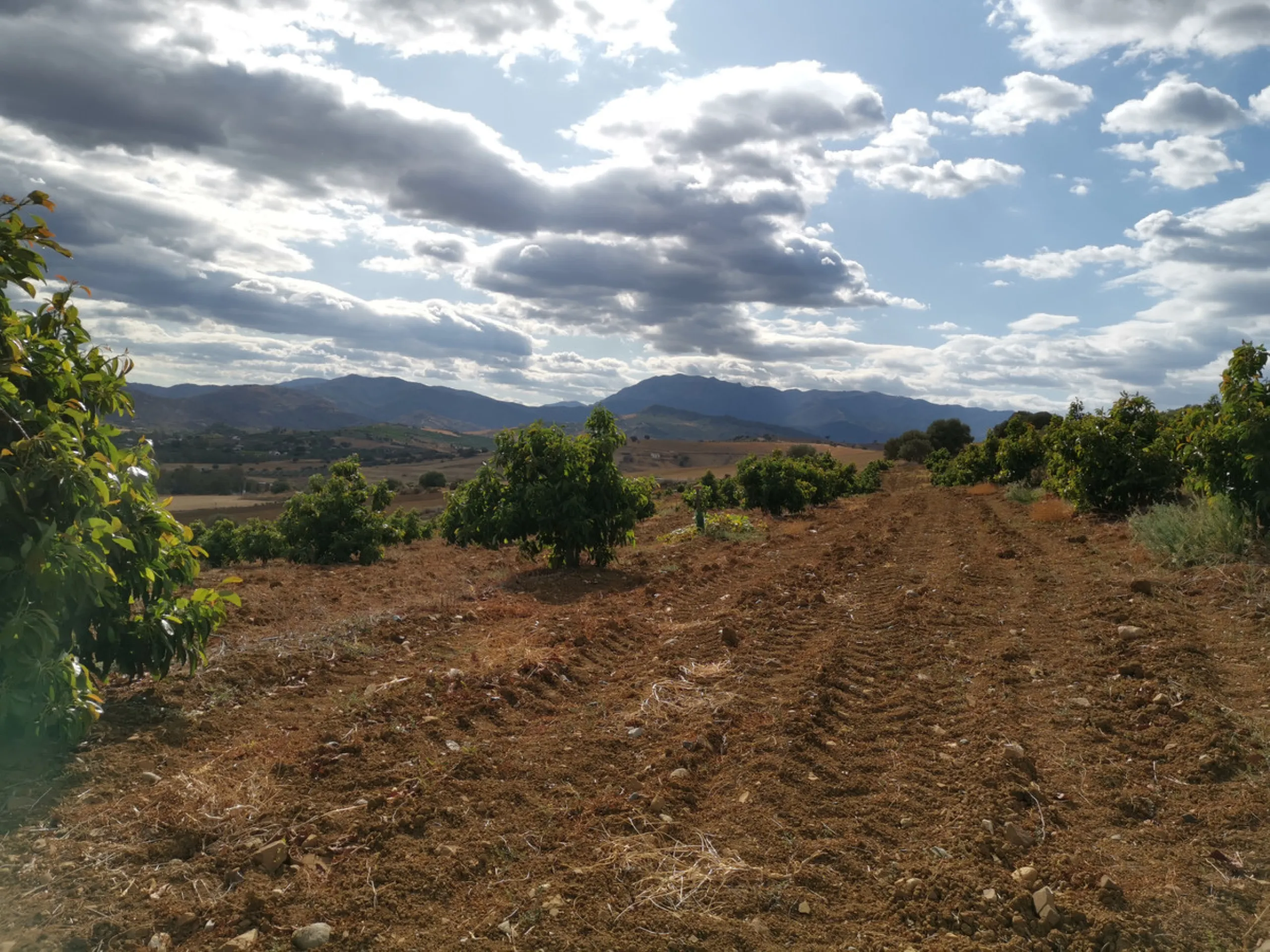 58 hectares in Coín with unlimited water