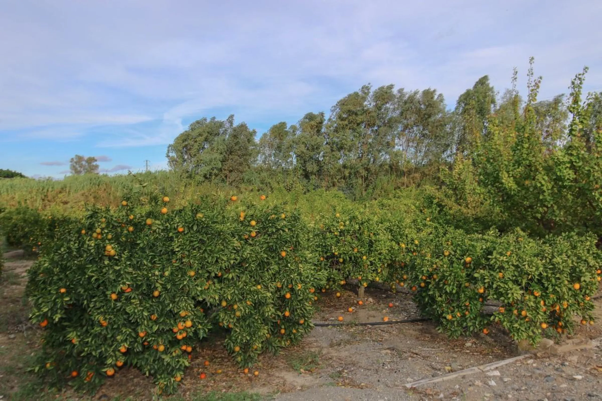 A gorgeous plot, brimming with business opportunity.