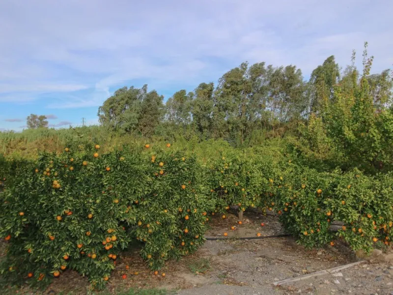 A gorgeous plot, brimming with business opportunity.