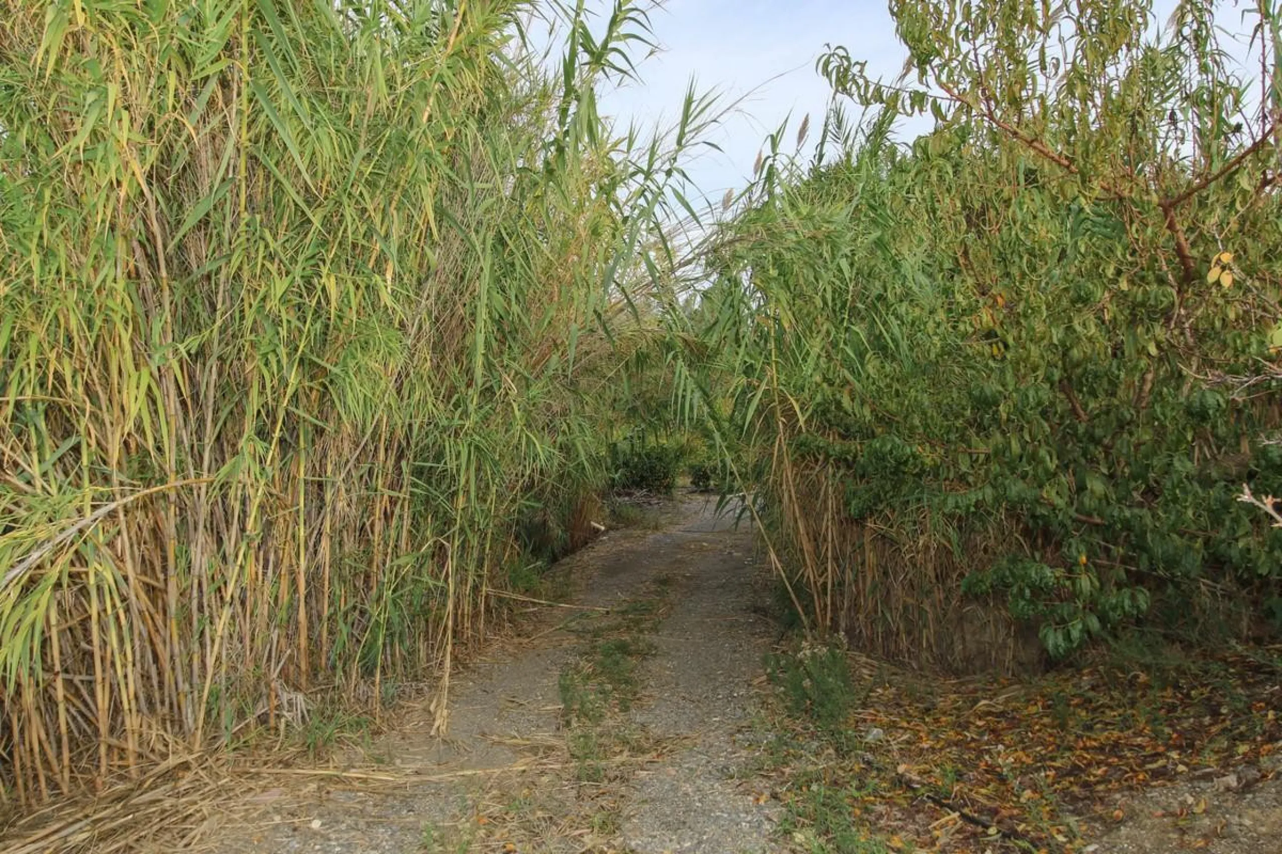 A gorgeous plot, brimming with business opportunity.