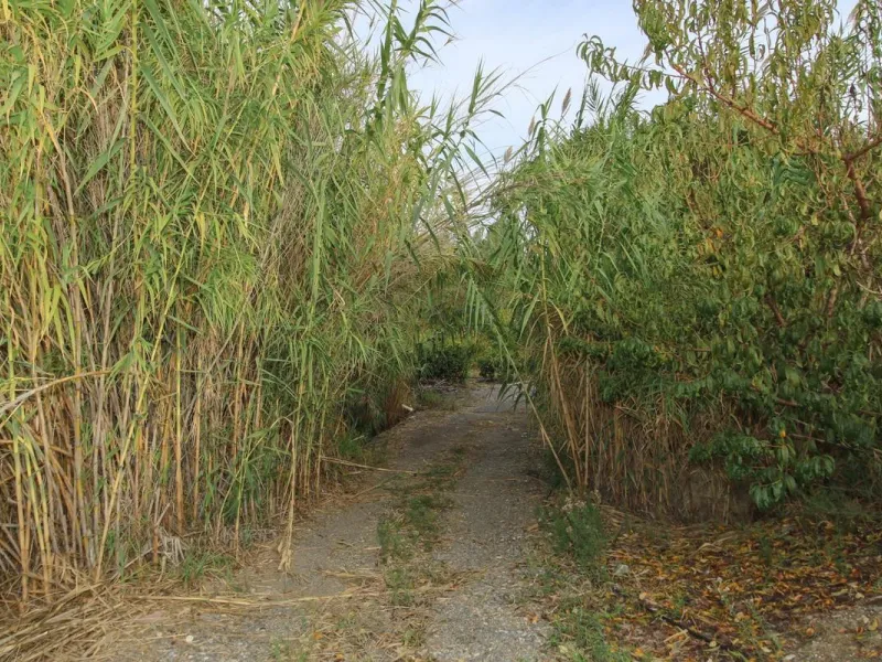 A gorgeous plot, brimming with business opportunity.