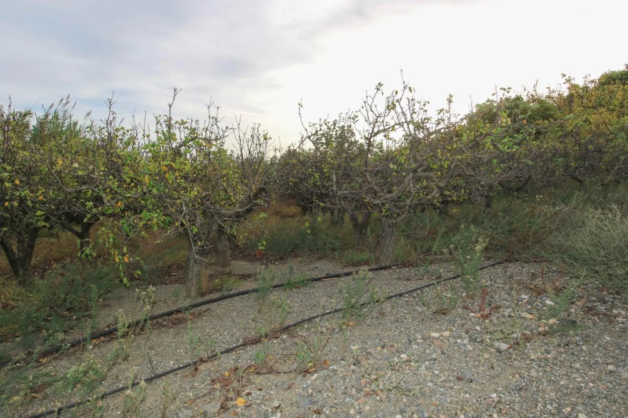 A gorgeous plot, brimming with business opportunity.