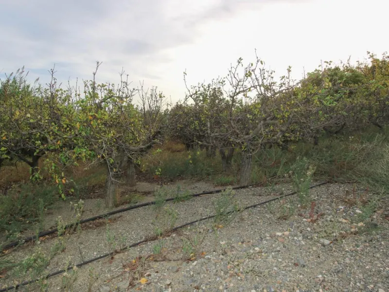 A gorgeous plot, brimming with business opportunity.
