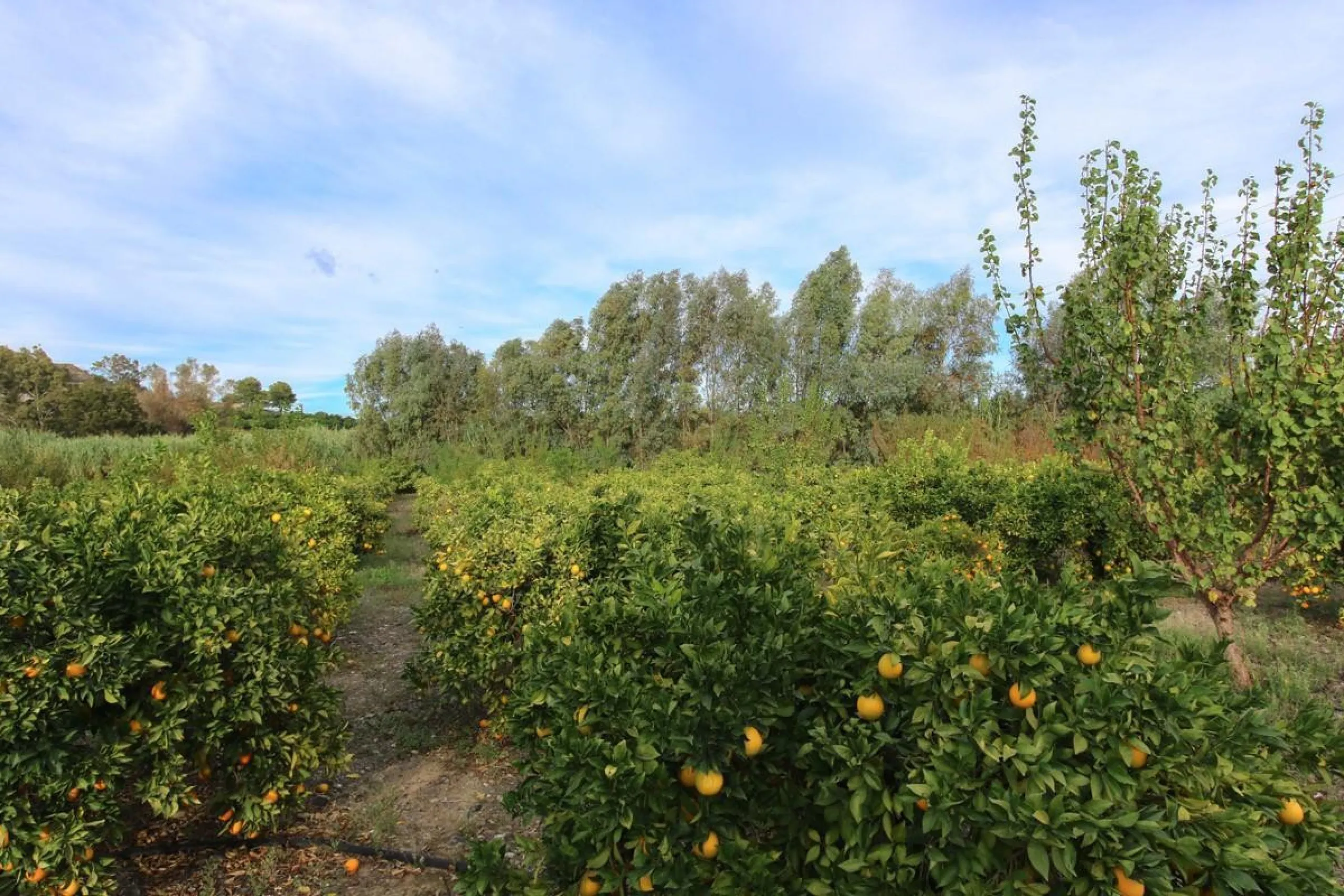 A gorgeous plot, brimming with business opportunity.