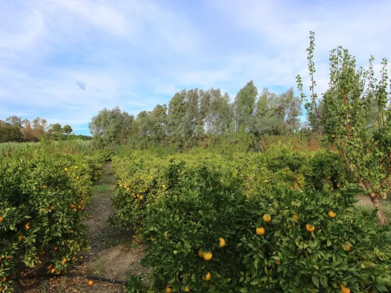 A gorgeous plot, brimming with business opportunity.