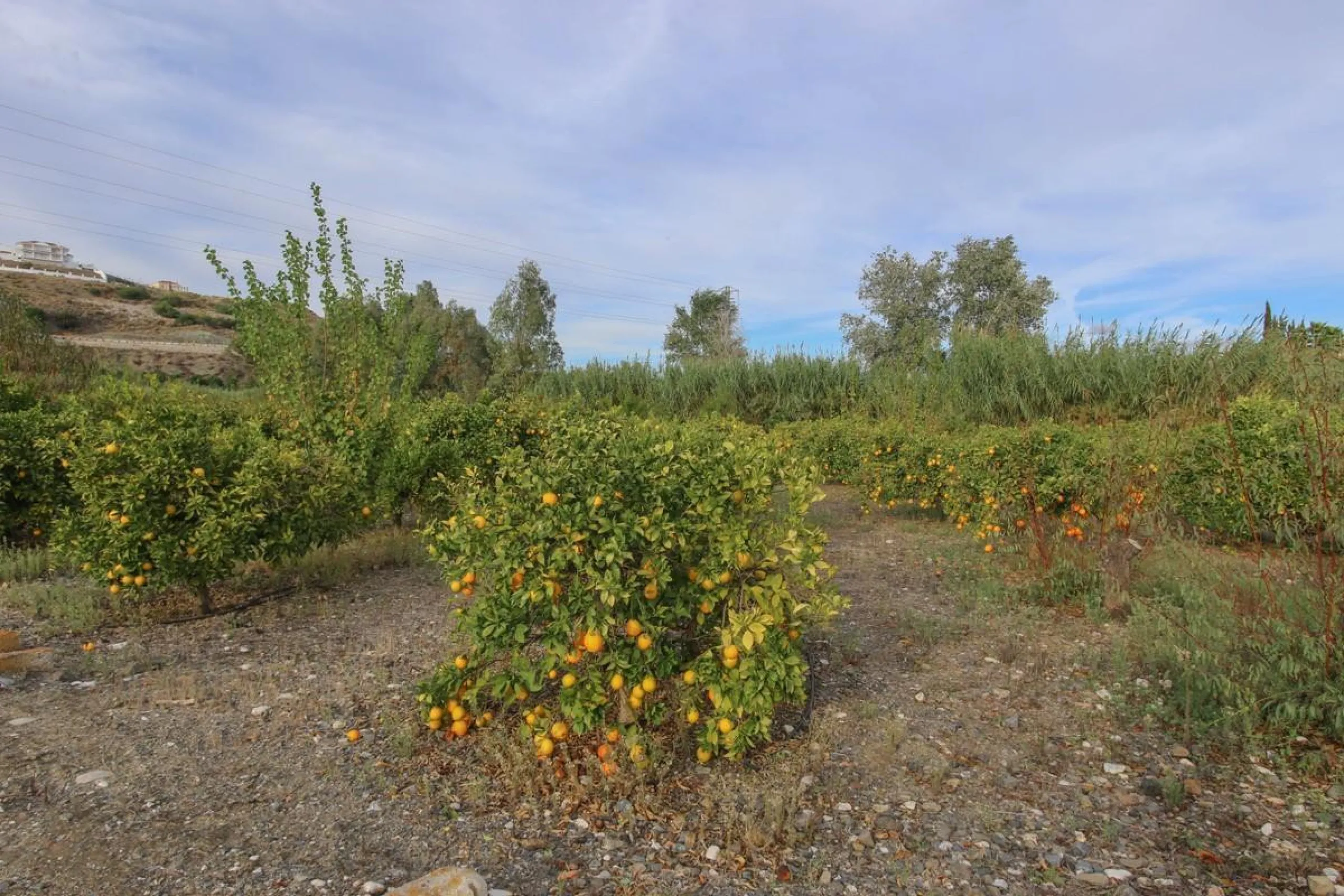 A gorgeous plot, brimming with business opportunity.