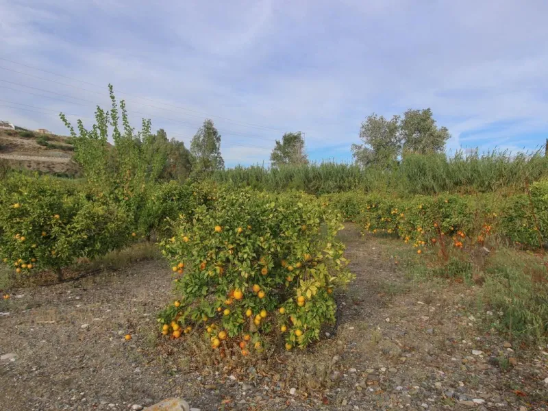 A gorgeous plot, brimming with business opportunity.