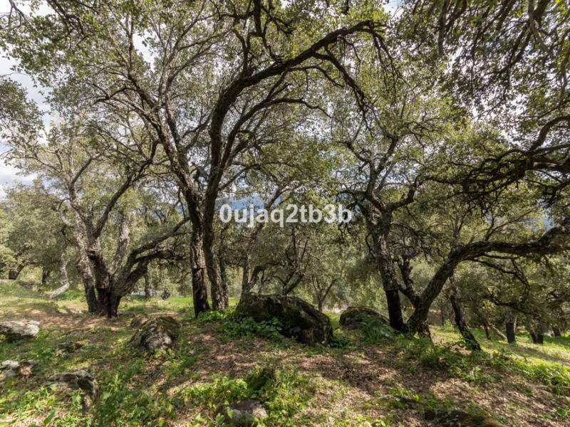 This lovely finca style in Cortes de la Frontera offers the perfect combination of size, quality, tranquility and much more only kilometers inland from the busy coast. Take flight from your home town in northern Europe and arrive to your own hideaway. Get