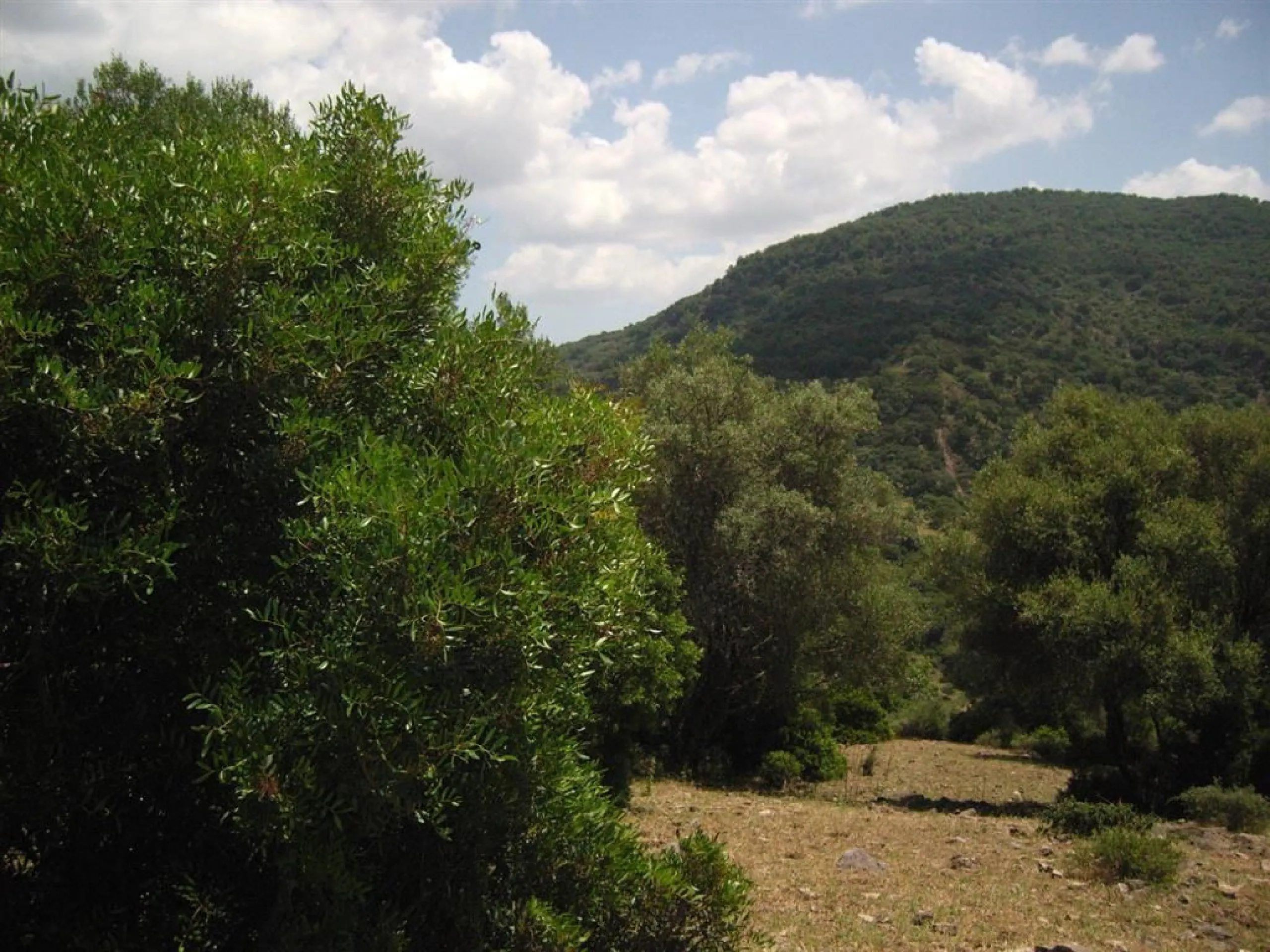 Plot for sale in , Cortes de la Frontera with with orientation south. Regarding property dimensions, it has 300,000 m² plot. Has the following facilities amenities near, country view, panoramic view and close to town.