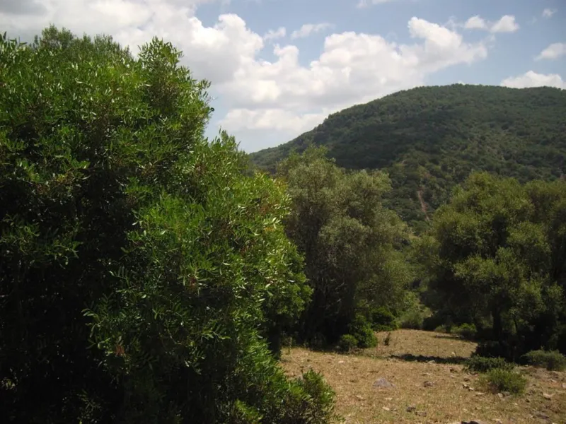 Plot for sale in , Cortes de la Frontera with with orientation south. Regarding property dimensions, it has 300,000 m² plot. Has the following facilities amenities near, country view, panoramic view and close to town.