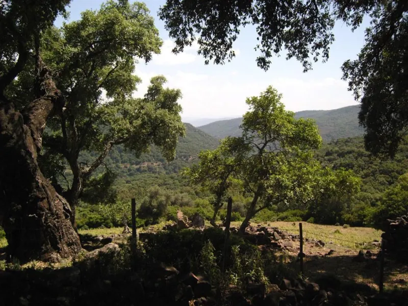 Plot for sale in , Cortes de la Frontera with with orientation south. Regarding property dimensions, it has 300,000 m² plot. Has the following facilities amenities near, country view, panoramic view and close to town.
