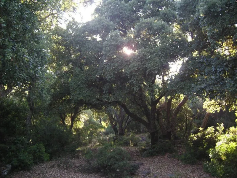 Plot for sale in , Cortes de la Frontera with with orientation south. Regarding property dimensions, it has 300,000 m² plot. Has the following facilities amenities near, country view, panoramic view and close to town.